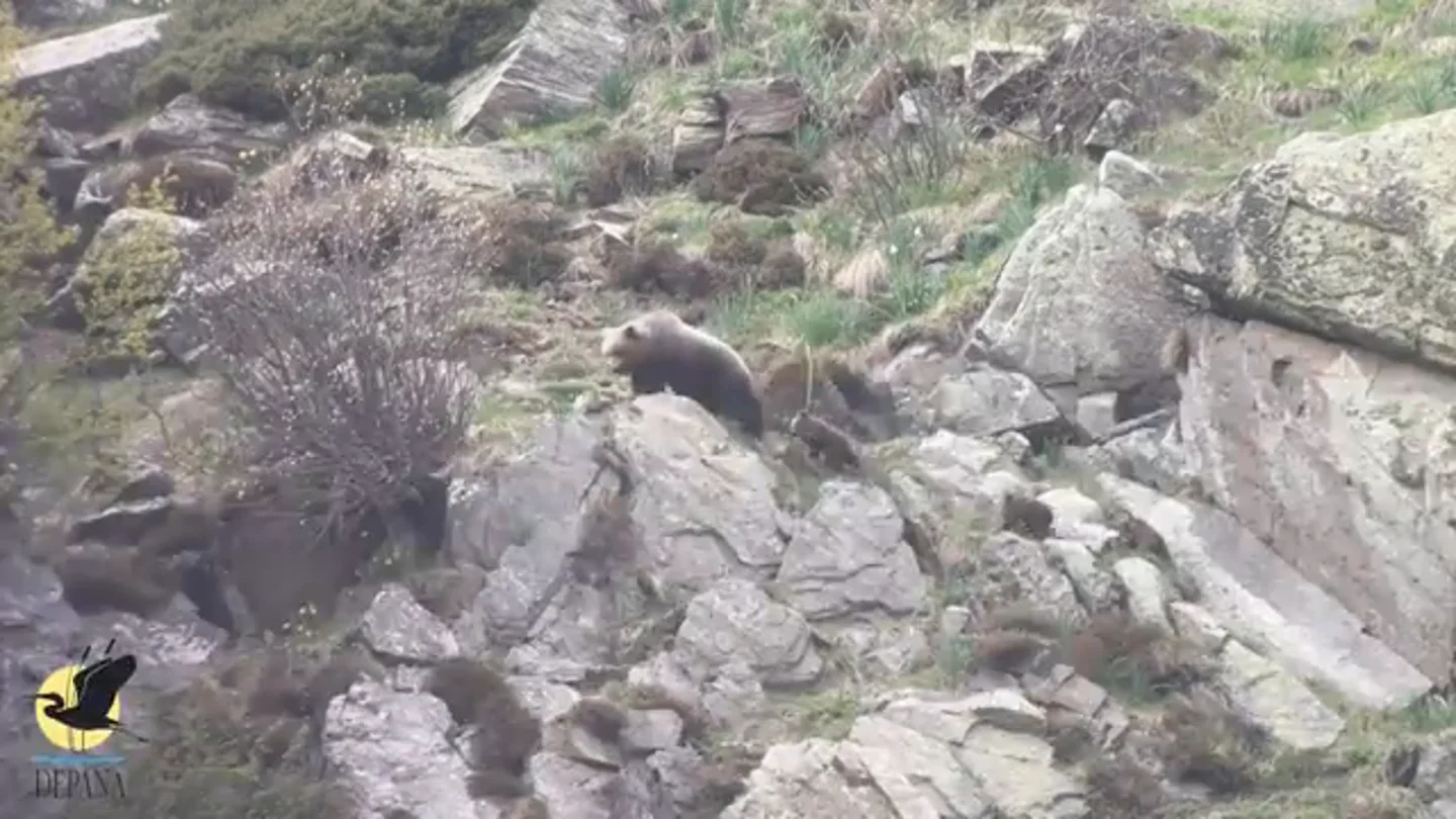 Una osa con sus crías en el Pirineo catalán Una osa con sus crías en el Pirineo catalán