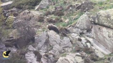 Una osa con sus cr&iacute;as en el Pirineo catal&aacute;n