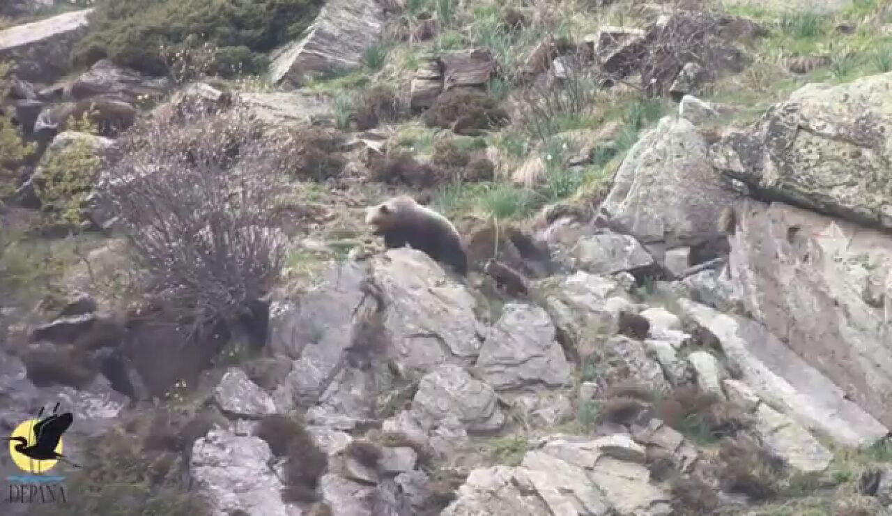 Una osa con sus cr&iacute;as en el Pirineo catal&aacute;n