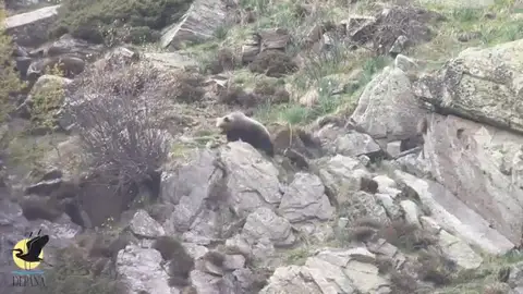 Una osa con sus crías en el Pirineo catalán Una osa con sus crías en el Pirineo catalán