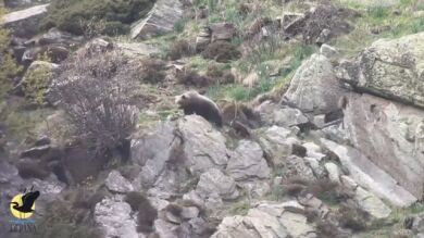 VÍDEO: Graban por primera vez a dos osas con tres crías cada una en el Pirineo del Valle de Arán