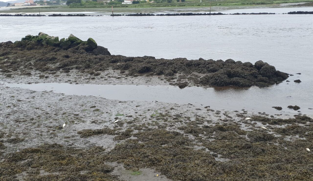 Encuentran el cuerpo sin vida de una mujer de edad avanzada flotando en el r&iacute;o L&eacute;rez