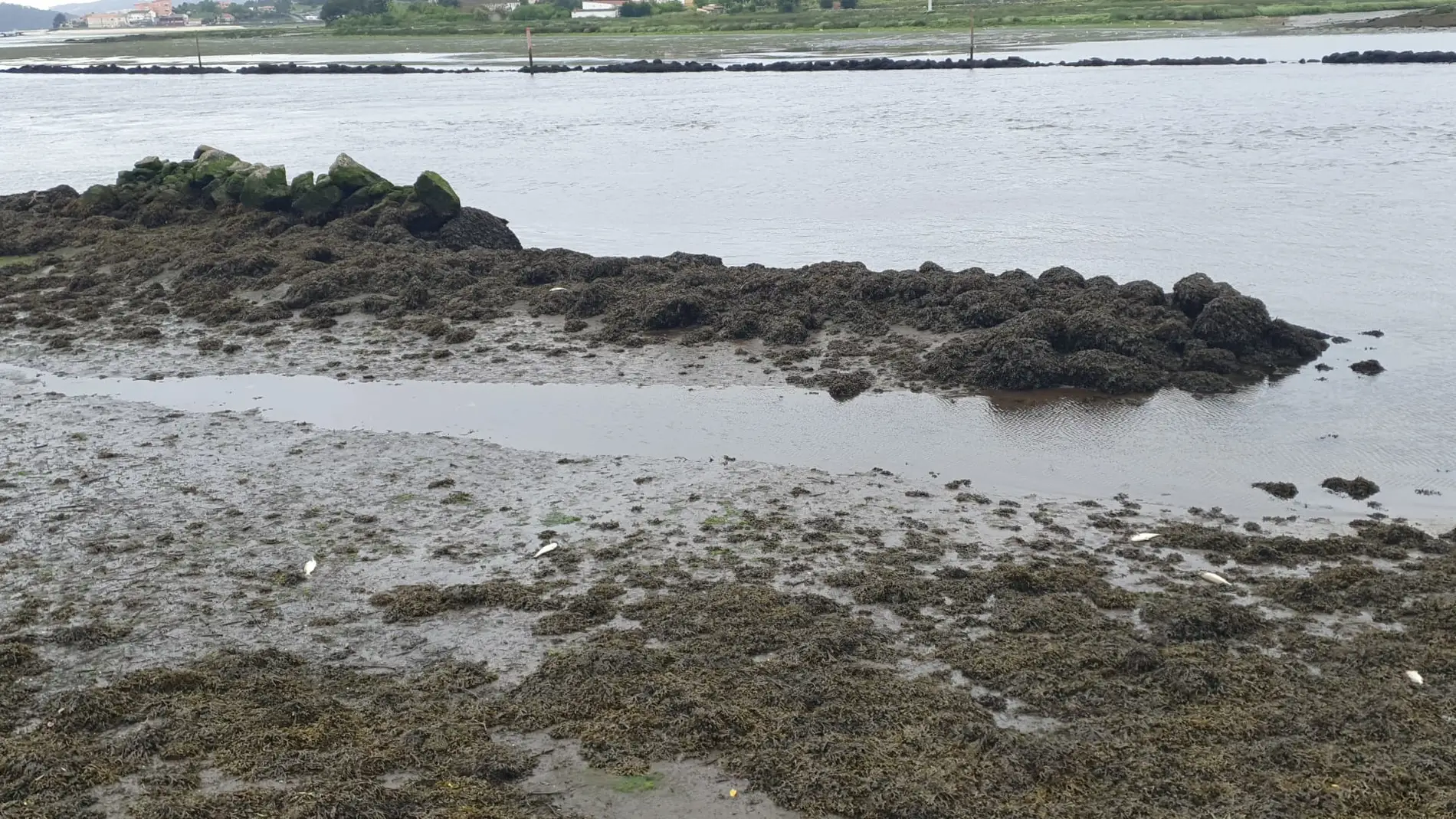 Encuentran el cuerpo sin vida de una mujer de edad avanzada flotando en el río Lérez Encuentran el cuerpo sin vida de una mujer de edad avanzada flotando en el río Lérez