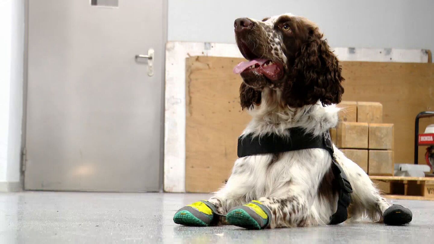 Imagen del perro de los Mossos d'Esquadra, Speed