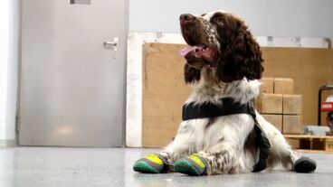 Imagen del perro de los Mossos d'Esquadra, Speed
