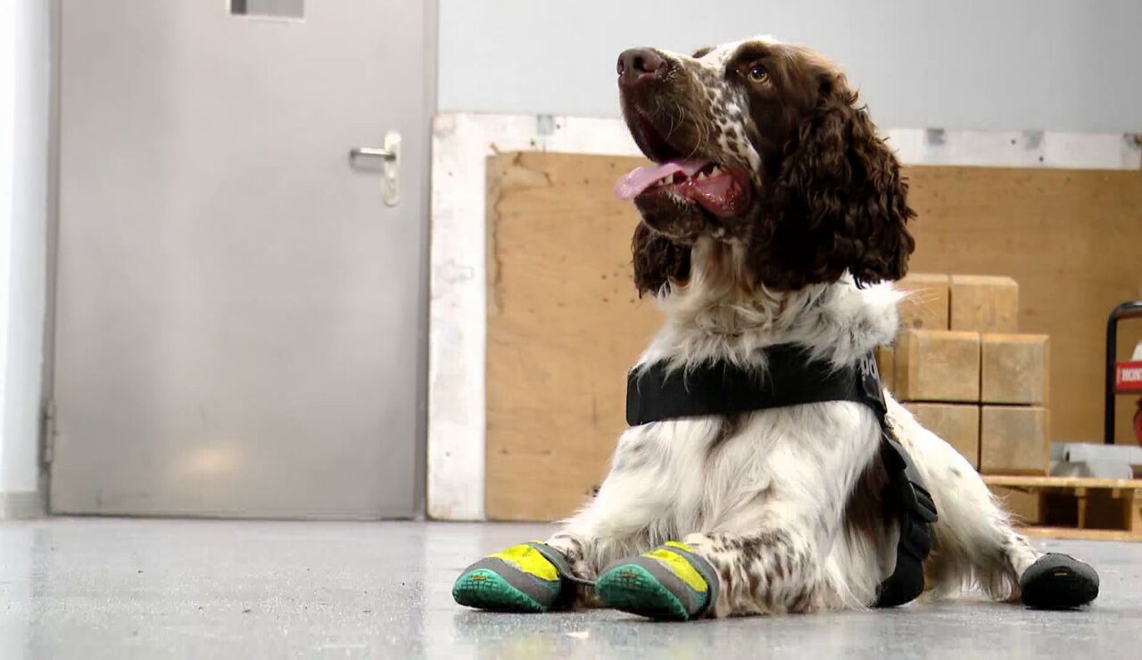 Imagen del perro de los Mossos d'Esquadra, Speed