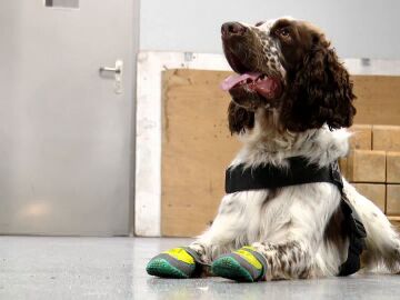 Imagen del perro de los Mossos d'Esquadra, Speed