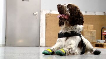Imagen del perro de los Mossos d'Esquadra, Speed