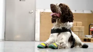 Imagen del perro de los Mossos d'Esquadra, Speed Imagen del perro de los Mossos d'Esquadra, Speed