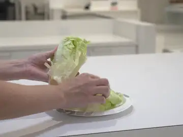Lechuga Lechuga