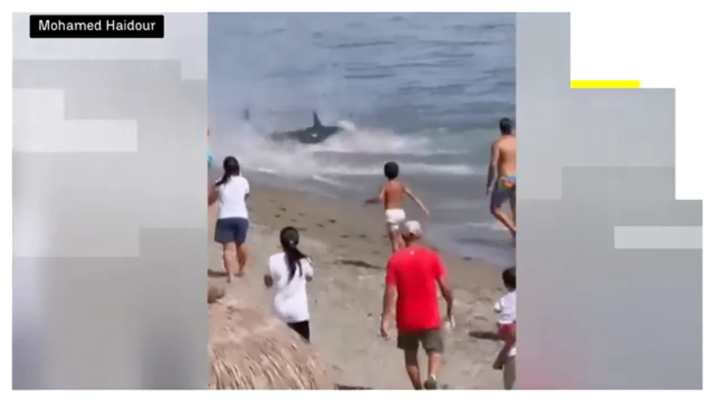 Un atún gigante sorprende a los bañistas en una playa de Marbella tras llegar hasta la arena Un atún gigante sorprende a los bañistas en una playa de Marbella tras llegar hasta la arena