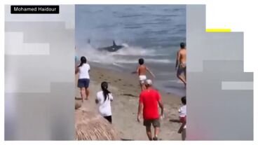Un at&uacute;n gigante sorprende a los ba&ntilde;istas en una playa de Marbella tras llegar hasta la arena