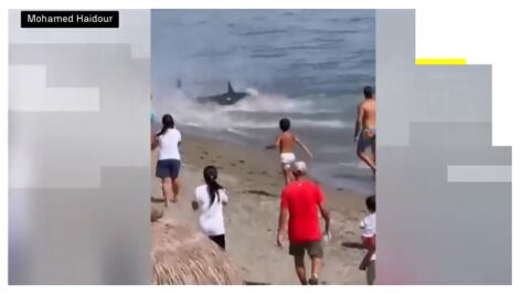Un at&uacute;n gigante sorprende a los ba&ntilde;istas en una playa de Marbella tras llegar hasta la arena