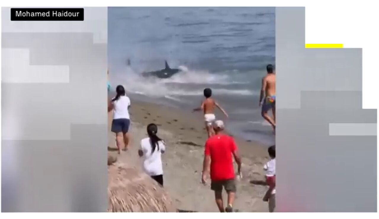 Un at&uacute;n gigante sorprende a los ba&ntilde;istas en una playa de Marbella tras llegar hasta la arena
