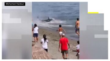 Un at&uacute;n gigante sorprende a los ba&ntilde;istas en una playa de Marbella tras llegar hasta la arena