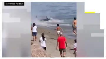 Un atún gigante sorprende a los bañistas en una playa de Marbella tras llegar hasta la arena Un atún gigante sorprende a los bañistas en una playa de Marbella tras llegar hasta la arena