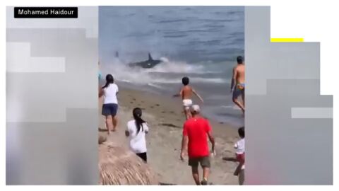Un at&uacute;n gigante sorprende a los ba&ntilde;istas en una playa de Marbella tras llegar hasta la arena