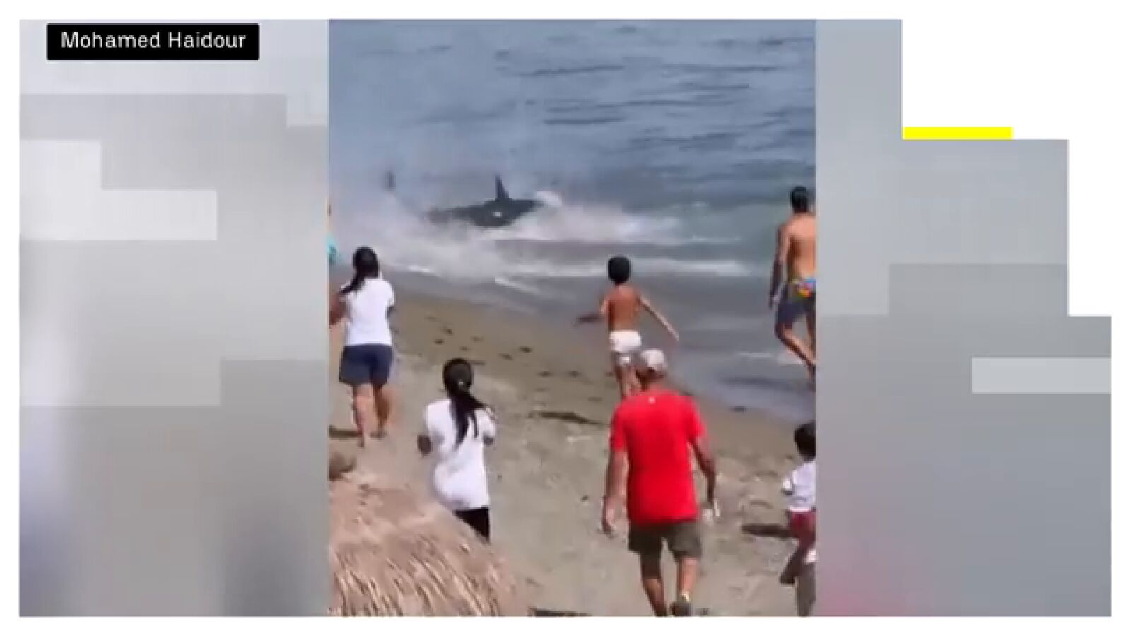 Un atún gigante sorprende a los bañistas en una playa de Marbella tras llegar hasta la arena
