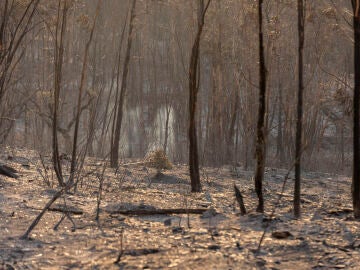 Incendio en Niebla (Huelva)