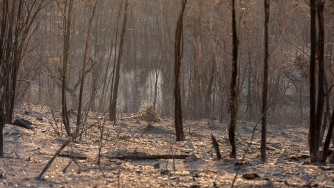 Incendio en Niebla (Huelva)