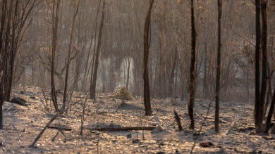 El incendio de Niebla alcanza ya las 20.000 hectáreas y podría prolongarse durante días