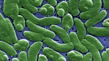 Bacteria 'Vibrio vulnificus'.