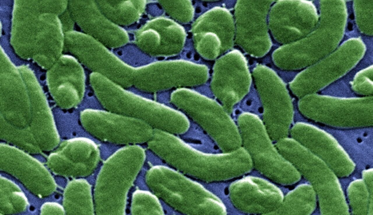 Bacteria 'Vibrio vulnificus'.