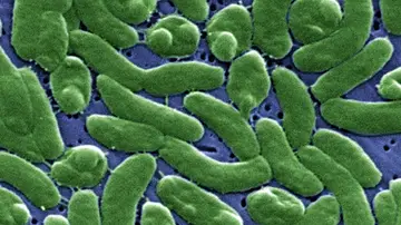 Bacteria 'Vibrio vulnificus'. Bacteria 'Vibrio vulnificus'.