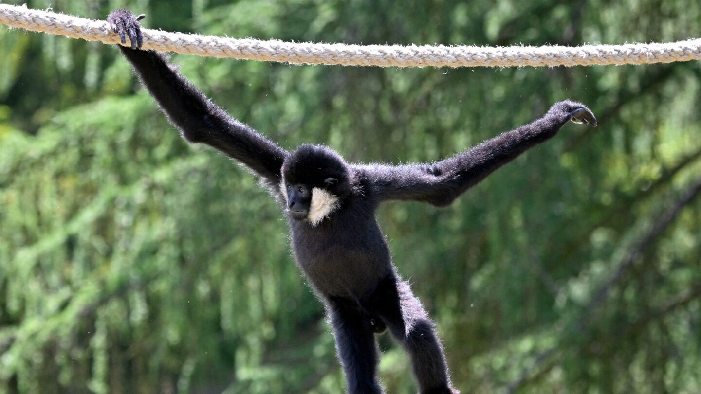 Imagen de un gib&oacute;n en un zoo