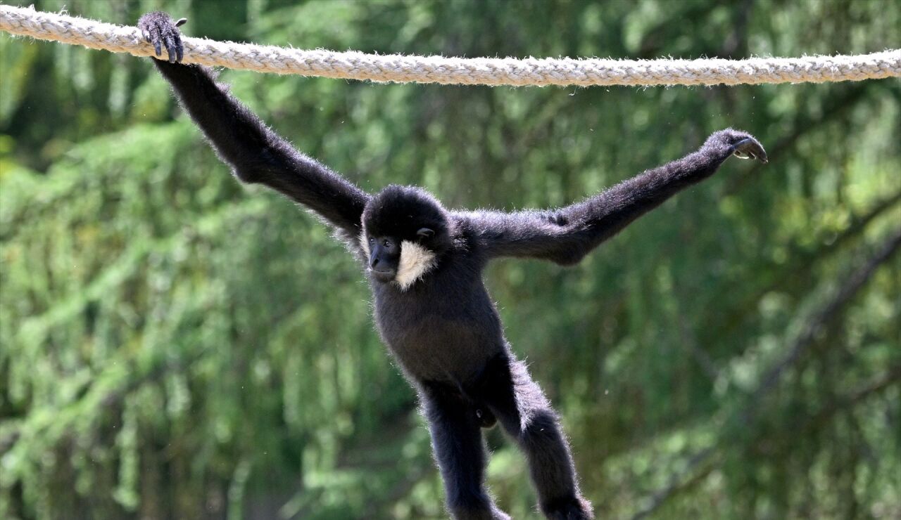 Imagen de un gib&oacute;n en un zoo