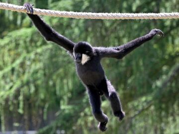 Imagen de un gib&oacute;n en un zoo
