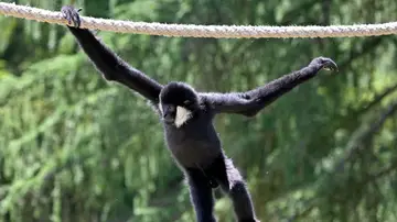 Imagen de un gibón en un zoo Imagen de un gibón en un zoo