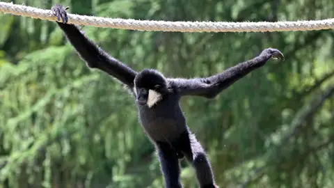 Imagen de un gibón en un zoo Imagen de un gibón en un zoo
