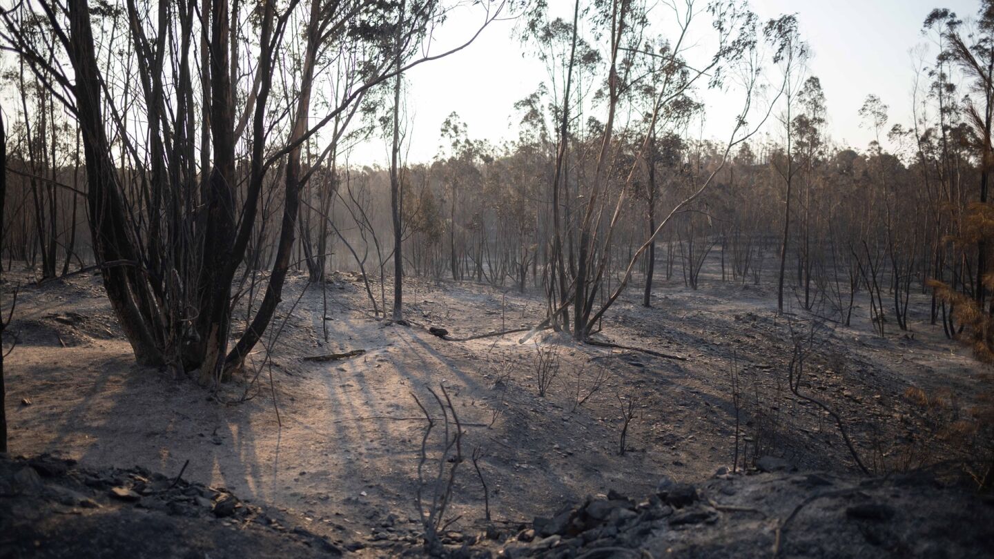 Incendio en Niebla, Huelva