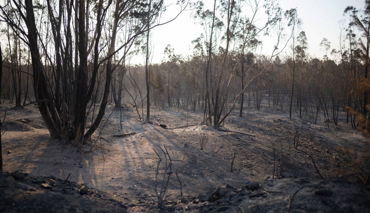 Incendio en Niebla, Huelva