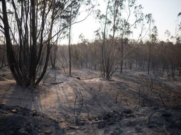 Incendio en Niebla, Huelva