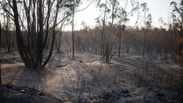 Incendio en Niebla, Huelva