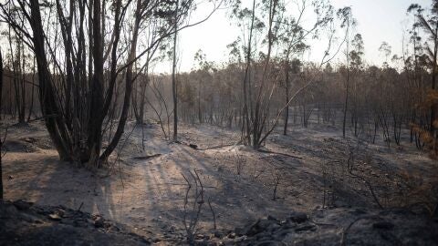 Incendio en Niebla, Huelva