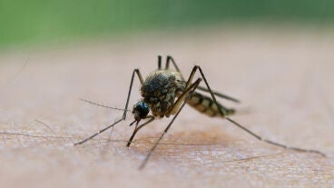 Imagen de archivo de un mosquito