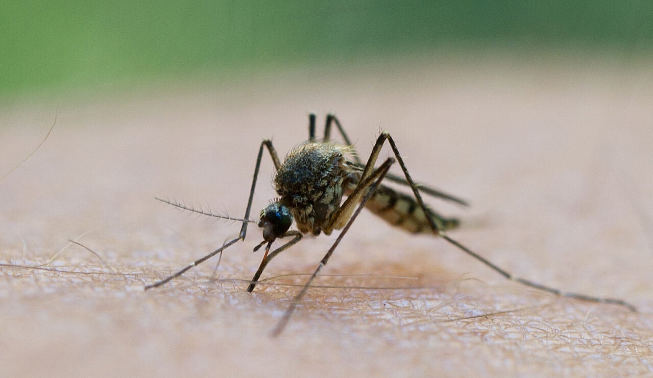 Imagen de archivo de un mosquito