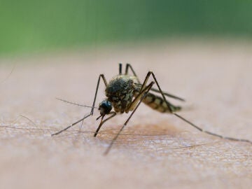 Imagen de archivo de un mosquito