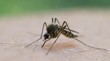 Imagen de archivo de un mosquito Imagen de archivo de un mosquito