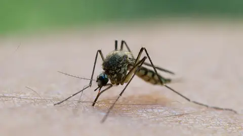 Imagen de archivo de un mosquito Imagen de archivo de un mosquito