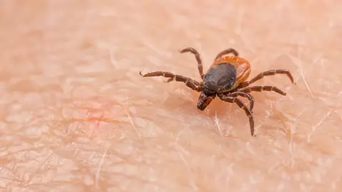 Garrapata Garrapata