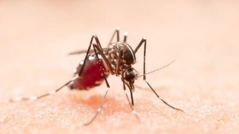 Mosquito