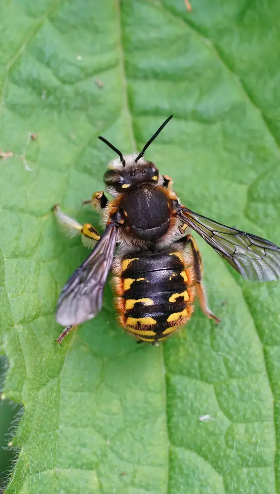 Abeja Abeja