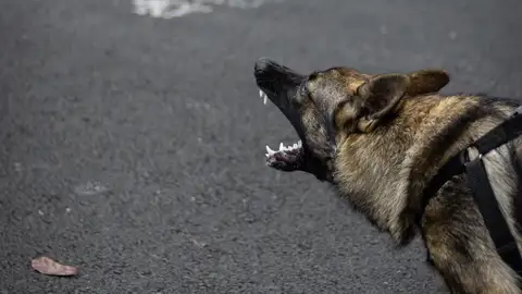 Imagen de archivo de un perro ladrando. Imagen de archivo de un perro ladrando.