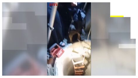 Los bomberos rescatan a un perro en Girona.