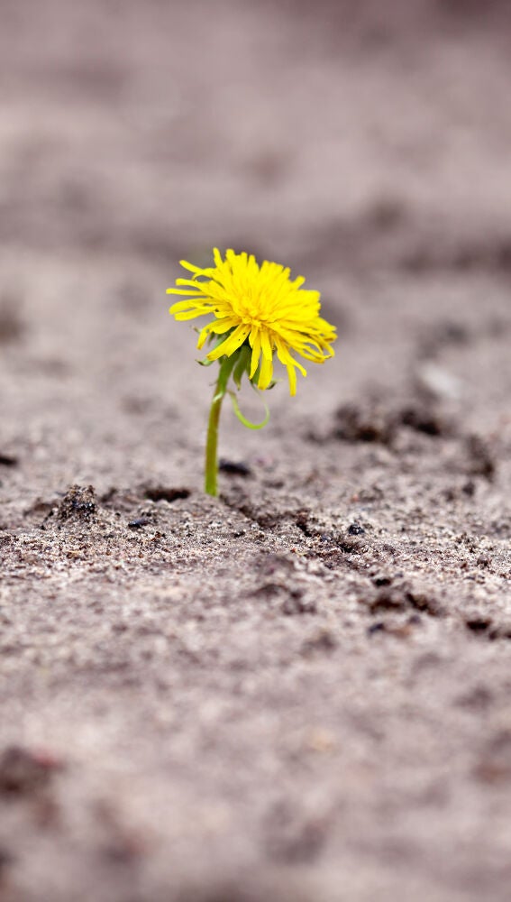 Flor resistente