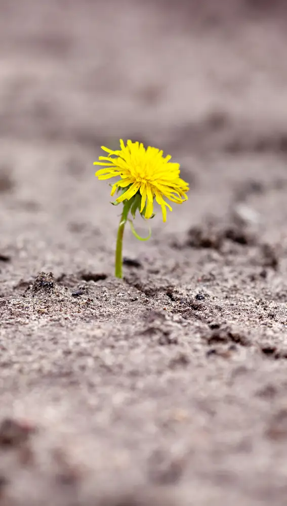 Flor resistente Flor resistente
